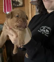 Carly pink girl, a female Dogue de Bordeaux for sale in Troy, NC – Photo 4 of 10