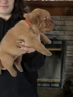 Carly pink girl, a female Dogue de Bordeaux for sale in Troy, NC – Photo 6 of 10