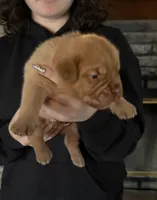 Carly pink girl, a female Dogue de Bordeaux for sale in Troy, NC – Photo 3 of 10
