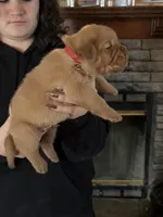 Carly pink girl, a female Dogue de Bordeaux for sale in Troy, NC – Photo 5 of 10