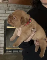 Carly pink girl, a female Dogue de Bordeaux for sale in Troy, NC – Photo 1 of 10