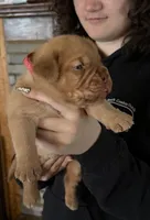 Carly pink girl, a female Dogue de Bordeaux for sale in Troy, NC – Photo 2 of 10