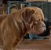 Carly pink girl, a female Dogue de Bordeaux for sale in Troy, NC – Photo 10 of 10