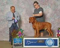 CH Snoop Dogue, a male Dogue de Bordeaux for sale in Troy, NC – 5 of 7