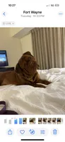 CH Snoop Dogue, a male Dogue de Bordeaux for sale in Troy, NC – 7 of 7