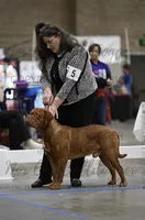CH Snoop Dogue, a male Dogue de Bordeaux for sale in Troy, NC – 2 of 7