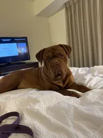 CH Snoop Dogue, a male Dogue de Bordeaux for sale in Troy, NC – 4 of 7