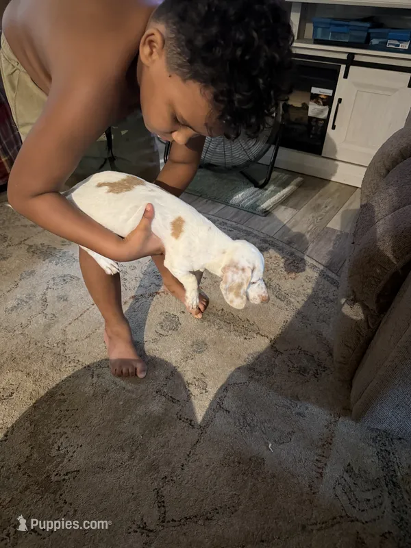 Puppy 1 – Miniature Dachshund puppy for sale in Wallace, NC