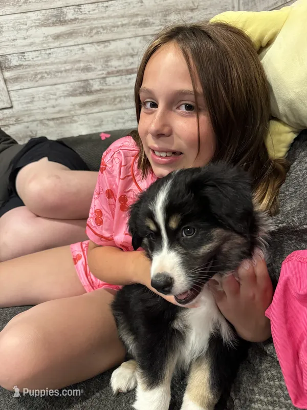 Tip – Miniature Australian Shepherd puppy for sale in Cambridge, MN