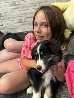 Tip, a female Miniature Australian Shepherd for sale in Cambridge, MN – 1 of 3