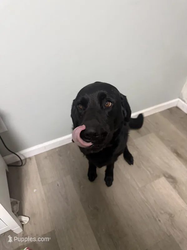 Ranger – Labrador Retriever puppy for sale in Cambridge, MN