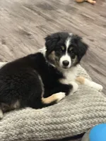 Tip, a female Miniature Australian Shepherd for sale in Cambridge, MN – 2 of 3