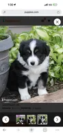 Tip, a female Miniature Australian Shepherd for sale in Cambridge, MN – 3 of 3