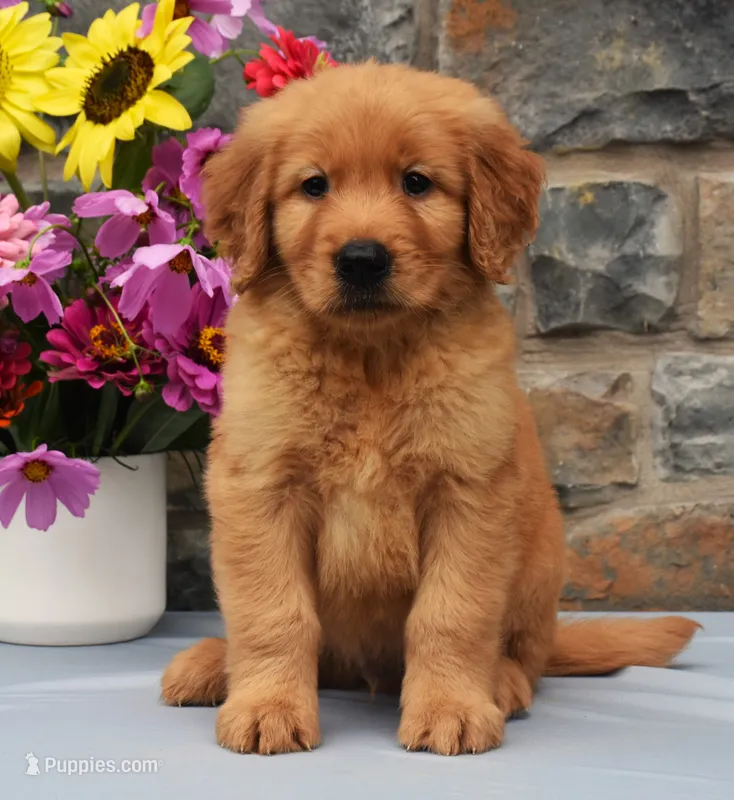 Scotty – Golden Retriever puppy for sale in Fredericksburg, OH