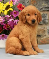 Shelly, a female Golden Retriever for sale in Fredericksburg, OH – 3 of 3