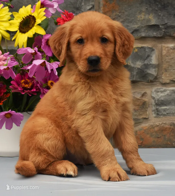 Sammy – Golden Retriever puppy for sale in Fredericksburg, OH