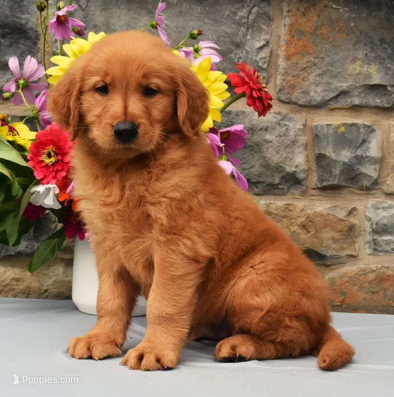 Carl – Golden Retriever puppy for sale in Fredericksburg, OH
