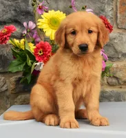 Snickers, a male Golden Retriever for sale in Fredericksburg, OH – 2 of 3