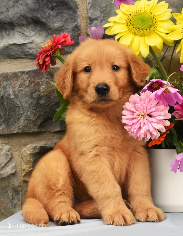Sailor – Golden Retriever puppy for sale in Fredericksburg, OH