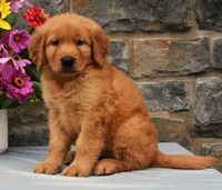 Scotty, a male Golden Retriever for sale in Fredericksburg, OH – 3 of 3