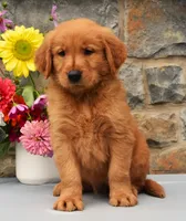 Carl, a male Golden Retriever for sale in Fredericksburg, OH – 3 of 3