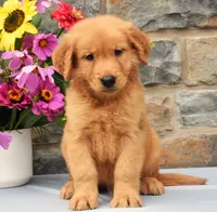 Sailor, a male Golden Retriever for sale in Fredericksburg, OH – 3 of 3
