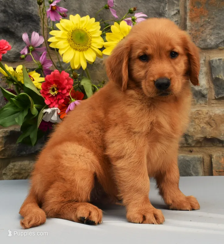 Cooper – Golden Retriever puppy for sale in Fredericksburg, OH