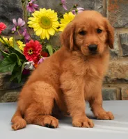 Cooper, a male Golden Retriever for sale in Fredericksburg, OH – 1 of 3
