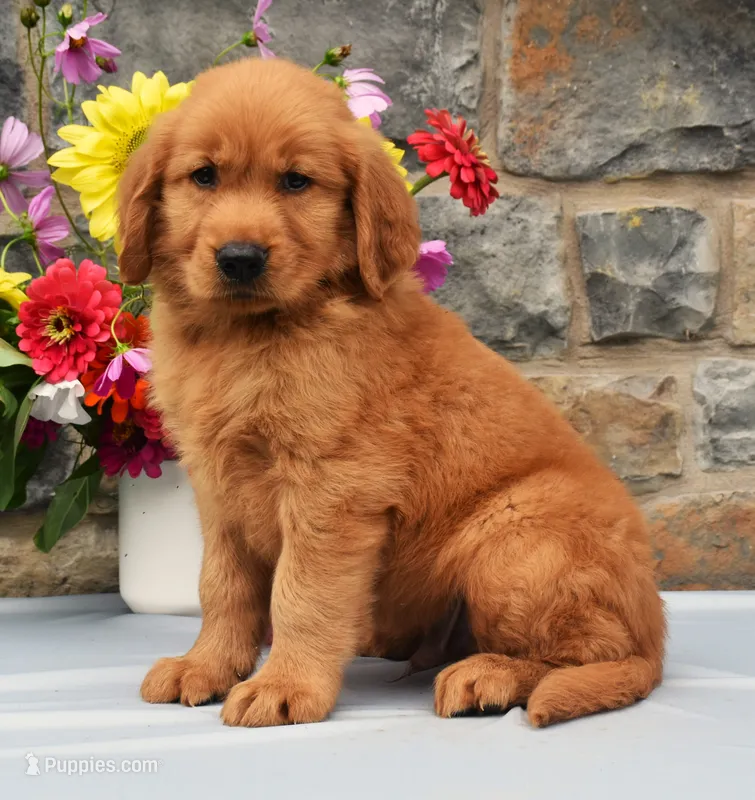 Calvin – Golden Retriever puppy for sale in Fredericksburg, OH