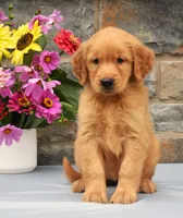 Sabrina, a female Golden Retriever for sale in Fredericksburg, OH – 2 of 3