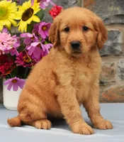 Shania, a female Golden Retriever for sale in Fredericksburg, OH – 2 of 3