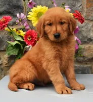 Carl, a male Golden Retriever for sale in Fredericksburg, OH – 2 of 3