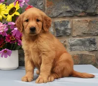 Sabrina, a female Golden Retriever for sale in Fredericksburg, OH – 3 of 3