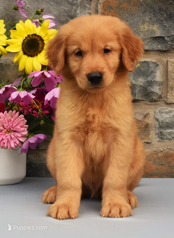 Snickers – Golden Retriever puppy for sale in Fredericksburg, OH