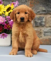 Shelly, a female Golden Retriever for sale in Fredericksburg, OH – 2 of 3