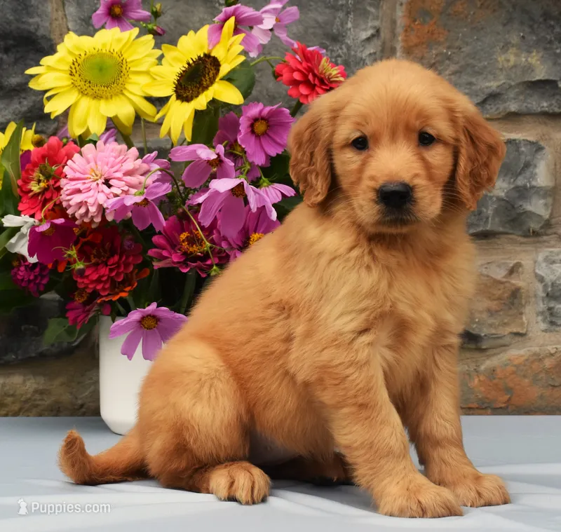 Sabrina – Golden Retriever puppy for sale in Fredericksburg, OH