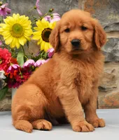Calvin, a male Golden Retriever for sale in Fredericksburg, OH – 2 of 3