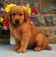 Cooper, a male Golden Retriever for sale in Fredericksburg, OH – 3 of 3
