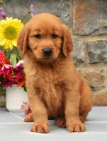 Calvin, a male Golden Retriever for sale in Fredericksburg, OH – 3 of 3