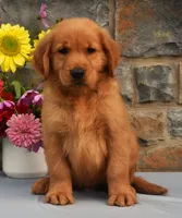 Cooper, a male Golden Retriever for sale in Fredericksburg, OH – 2 of 3