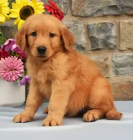 Sailor, a male Golden Retriever for sale in Fredericksburg, OH – 2 of 3