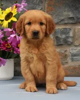 Shania, a female Golden Retriever for sale in Fredericksburg, OH – 3 of 3