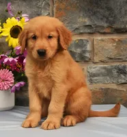 Snickers, a male Golden Retriever for sale in Fredericksburg, OH – 3 of 3