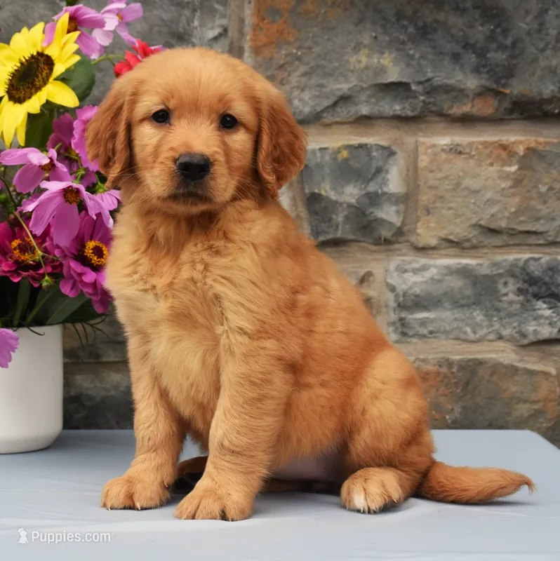 Shania – Golden Retriever puppy for sale in Fredericksburg, OH
