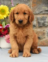 Chester, a male Golden Retriever for sale in Fredericksburg, OH – 2 of 3