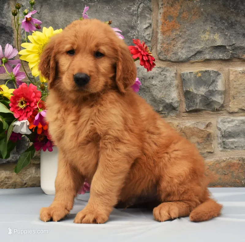 Chester – Golden Retriever puppy for sale in Fredericksburg, OH