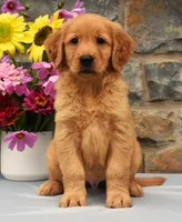 Sammy, a male Golden Retriever for sale in Fredericksburg, OH – 2 of 3