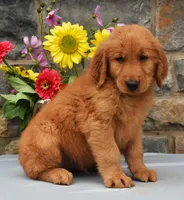 Chester, a male Golden Retriever for sale in Fredericksburg, OH – 3 of 3