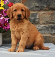 Sammy, a male Golden Retriever for sale in Fredericksburg, OH – 3 of 3