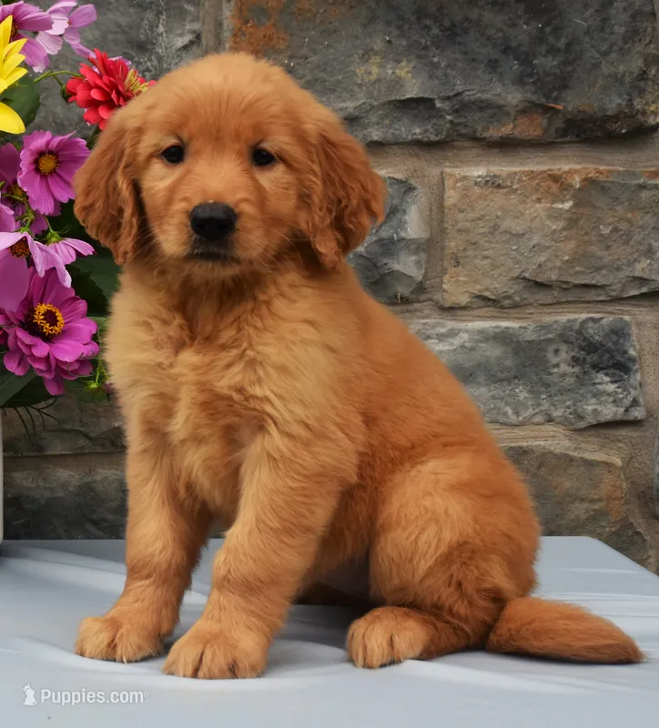 Shelly – Golden Retriever puppy for sale in Fredericksburg, OH